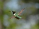 The Hummingbird Update and Secure Search